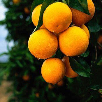 are mandarin oranges grown in china